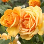 kuglasta-ruza-stablasica-kupferkonigin-1