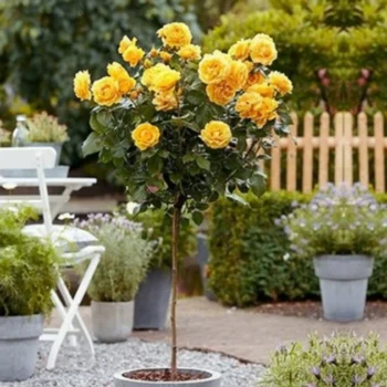 kuglasta-ruza-stablasica-kupferkonigin-3