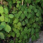 partenocisus-troprsta-lozica1