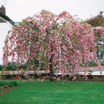prunus kiku zakura - japanska trešnja