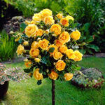 ruza stablasica zuta