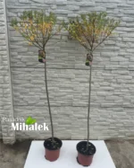salix-hakuro-nishiki-sadnice-nove