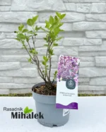 syringa-vulgaris-sensation-sadnice