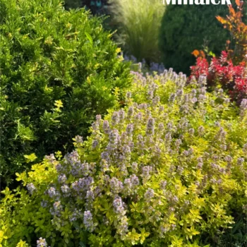 thymus-aurea-3