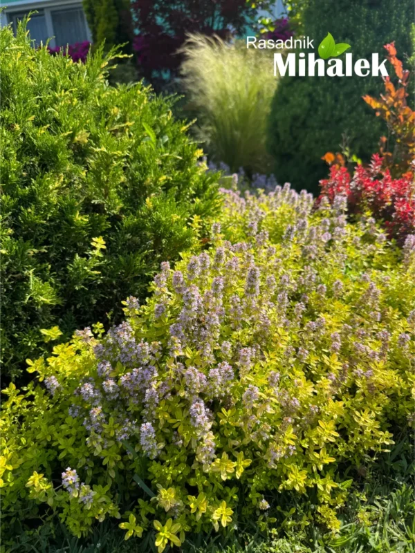 thymus-aurea-3