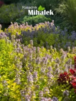 thymus-aurea-4