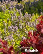 thymus-aurea-5