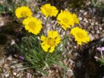 Hymenox_grandiflora-2.jpg