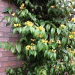 Lonicera-Henryi-Cooper-Beauty-zimzeleni-orlovi-nokti