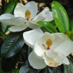 magnolija grandiflora