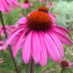 echinacea-purpurea-magnus-5