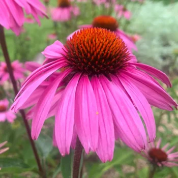 echinacea-purpurea-magnus-5