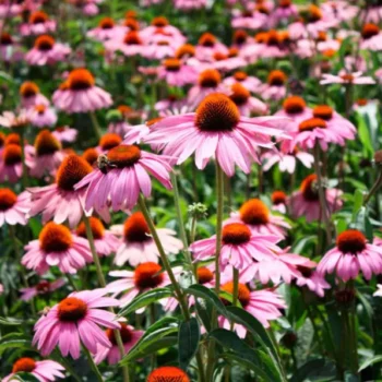 ehinacea-purpurea-magnus-1