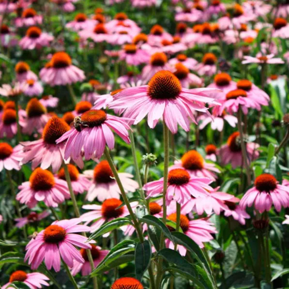 ehinacea-purpurea-magnus-1 ehinacea-purpurea-magnus-1