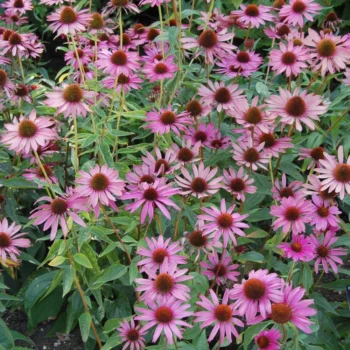 ehinacea-purpurea-magnus-2