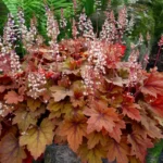 Heuchera "Sweet Tea"