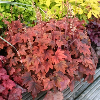 heuchera-sweet-tea-4