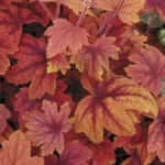 heuchera-sweet-tea-5