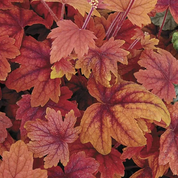 heuchera-sweet-tea-5
