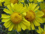 hymenoxys grandiflora