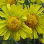 hymenoxys grandiflora