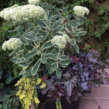 sedum-autumn-charm-u-kombinaciji