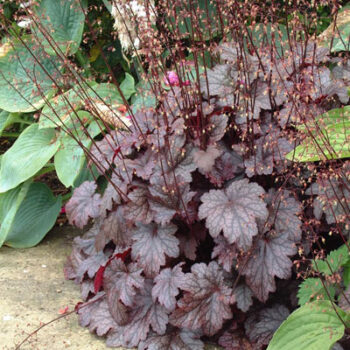 Heuchera-Plum-Pudding-2
