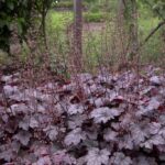 Heuchera "Plum Puding" - Slika 5