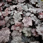 Heuchera "Plum Puding" - Slika 3