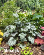 heuchera-green-spice-lazar-markovic