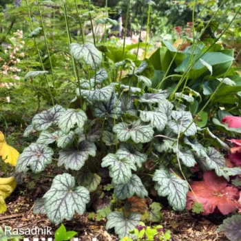 heuchera-green-spice-lazar-markovic