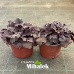 heuchera-plum-puding-sadnice
