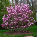 magnolija nigra