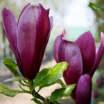 magnolia-liliiflora-nigra-mainim