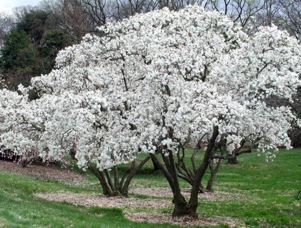 magnolia-kobus4