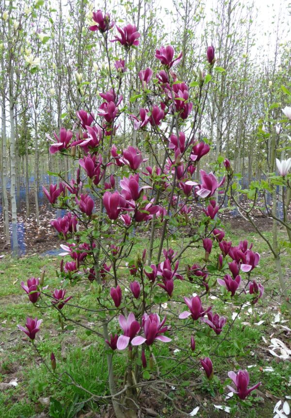 magnolija-nigra4