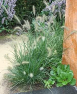 pennisetum-little-bunny-3