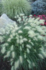 pennisetum-little-bunny-4
