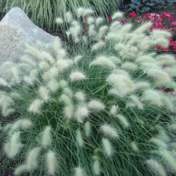 pennisetum-little-bunny-4