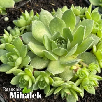 sempervivum-charl-2