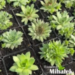 sempervivum-charl-3
