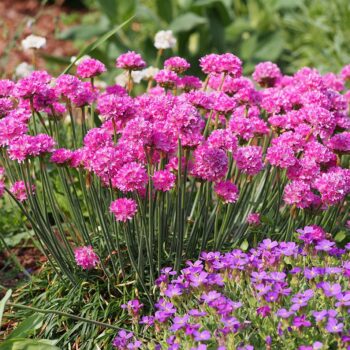 armeria-maritima-splendens-3