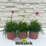armeria-splendens-sadnice-2