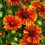 galiardija-yellow-touch-4