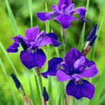 iris sibirica blue king1