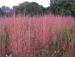 andropogon-1 (1)