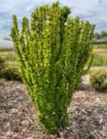 berberis-erecta-3