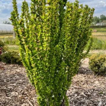 berberis-erecta-3