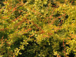 berberis-golden-carpet-2