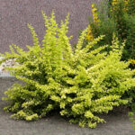 berberis-golden-carpet-3